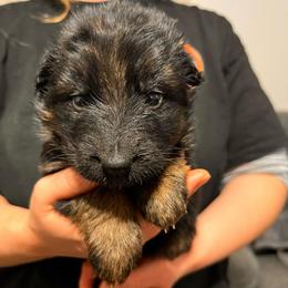 Talia - Black and red female German Shepherd puppy in Quartz Hill, California from Von Gonzalez Kennel