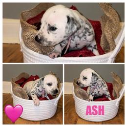 Ash - White and black female Dalmatian puppy in Des Moines, Iowa from Spot Splattered Dalmatians