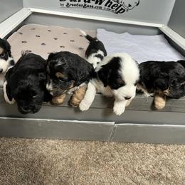 Golden Aussiedoodle and Goldendoodle Puppies from Wild Rose Tiny Poodles & Doodles