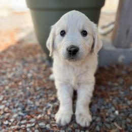 Marty - Light golden male Golden Retriever puppy in Colville, Washington from Columbia Ridge Goldens