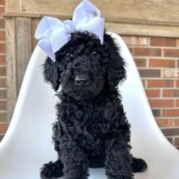 Vixen - Black female Goldendoodle puppy in Pulaski, Tennessee from Doodle My Heart