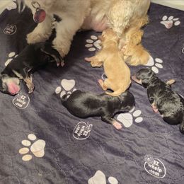Libby - Black male Maltipoo puppy in Sidney, Maine from Snow Pond Farm