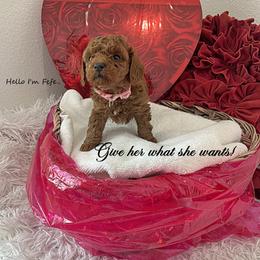 FeFe - female Poodle puppy in Prairie Grove, Arkansas from Loves Toy Poodles