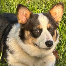 American Corgis and Pembroke Welsh Corgis from Corntassle Corgis