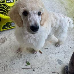 White collar - Cream female Poodle puppy in North Port, Florida from Desert in the South Standard Poodles