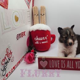 Shetland Sheepdog Puppies from DK'S Sassy River Shelties