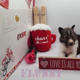Shetland Sheepdog Puppies from DK'S Sassy River Shelties