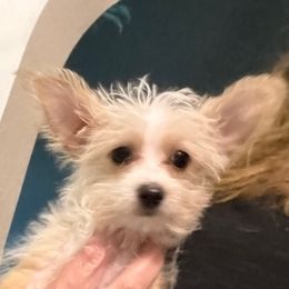 Sandi - Parti female Yorkshire Terrier puppy in Deltona, Florida from Oliviero Yorkies