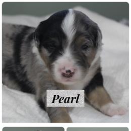 Miniature Australian Shepherd Puppies from Wes Whitehead
