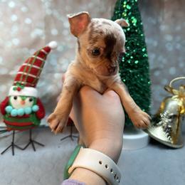 Chihuahua Puppies from Fiddlefigg Chihuahuas