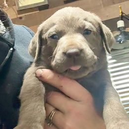 Richard - Chocolate male Labrador Retriever puppy in Baldwin City, Kansas from Hedge Lane Labradors