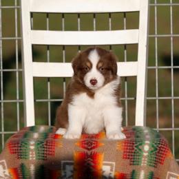 RTM1 - Red tri-color male Australian Shepherd puppy in Warm Springs, Georgia from Out West Aussies