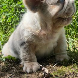 Gambit - White male French Bulldog puppy in Reading, Pennsylvania from Roxy & Co.