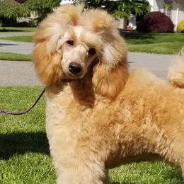 Poodles from Nubian Mini Poodles