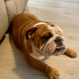 Angel - Bulldog
