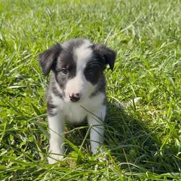 Cheyenne - Black and white female Border Collie puppy in Owenton, Kentucky from Three16 Ranch