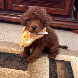 Pupper 1 - Red  male Poodle puppy in California from Central Valley Scotties