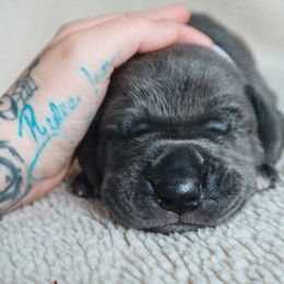Great Dane Puppies from Babes & Danes
