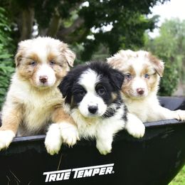 Australian Shepherd Puppies from Ruff & Tumble Australian Shepherds