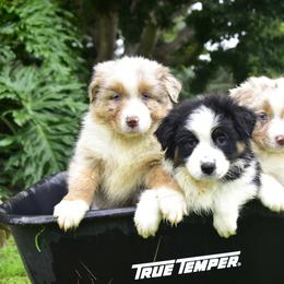 Australian Shepherd Puppies from Ruff & Tumble Australian Shepherds