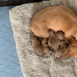 Dachshunds from AKFourty Seven Farms