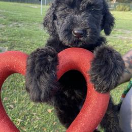 Goldendoodle Puppies from knuDawn Southern Goldendoodles and K9 Training