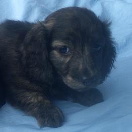 DB Muffat Toccata - Cream female Dachshund puppy in Summerfield, Florida from D & B Ranchette