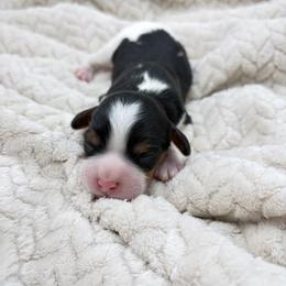 Romeo - Tri-color male Cavapoo puppy in Awendaw, South Carolina from LierChonPoo