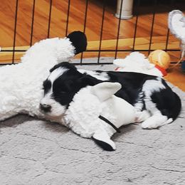 "Amelie snoozing on Lamb Chop." Tibetan Terrier Puppies from Windamere Tibetan Terriers