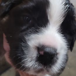 Michael J. Smith - Brown and white male Saint Bernard puppy in Lowpoint, Illinois from Minnie's Majestic Saints