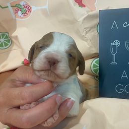 Boy 3 - male Brittany puppy in Downers Grove, Illinois from Attitude Brittanys
