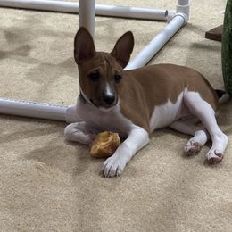 Basenji Puppies from Rocky Mountain Basenjis & Little Dog Farm & Grooming