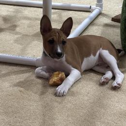 Basenji Puppies from Rocky Mountain Basenjis & Little Dog Farm & Grooming