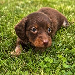 Tiana - Piebald female Dachshund puppy in Greenup, Kentucky from Tygart Creek Dachshunds