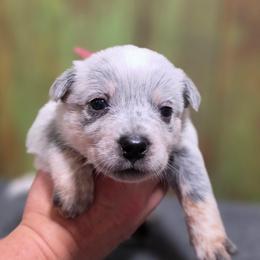 Pink Collar Female - Blue female Australian Cattle Dog puppy in Riverton, Utah from Rundown Ranch Cattle Dogs