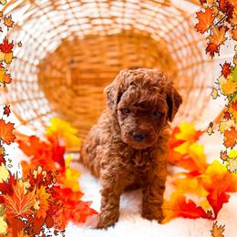 Waffles - Red  female Goldendoodle puppy in Kissimmee, Florida from Poodle Doodle Kennels
