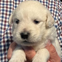 Black Ribbon boy - Light golden male Golden Retriever puppy in Graysville, Tennessee from Country Goldens and Mountain Top Cavaliers