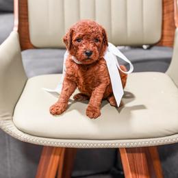 Purple collar girl - Red  female Goldendoodle puppy in Spokane, Washington from Dream Doodles in Spokane WA