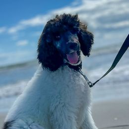 Tell - Sable male Poodle puppy in Greenville, North Carolina from Grace Poodles