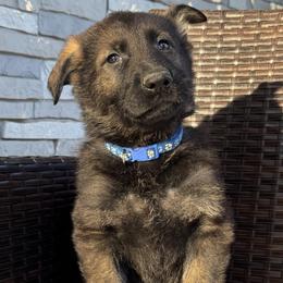 Boy 2 - male German Shepherd puppy in Willington, Connecticut from Wertvoll German Shepherds