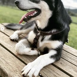 Siberian Huskies and Yorkshire Terriers from Jays House of Paws