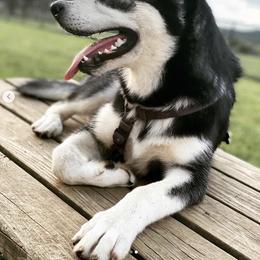 Siberian Huskies and Yorkshire Terriers from Jays House of Paws