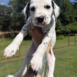 Orange - White and black female Dalmatian puppy in Demorest, Georgia from Dixon Dalmatians
