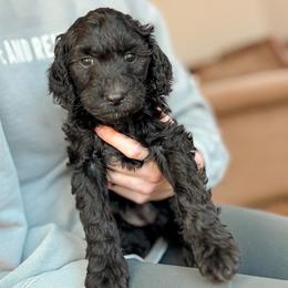 Lucy - Black female Goldendoodle puppy in Hiddenite, North Carolina from Rose and Reid Doodles