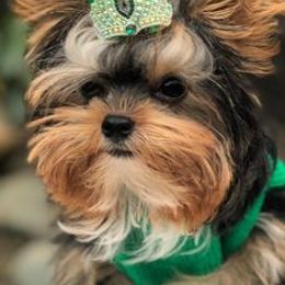 Yorkshire Terriers from Blueberry Brook