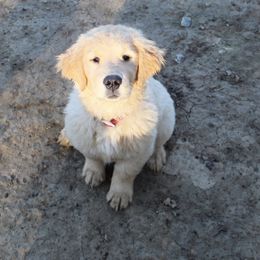 Golden Retriever Puppies from OPK Goldens