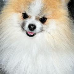 Pomeranians from Cielo Poms
