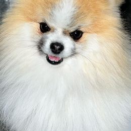Pomeranians from Cielo Poms