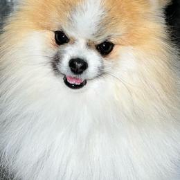 Pomeranians from Cielo Poms