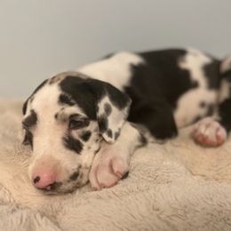 Great Danes from Diamond Danes